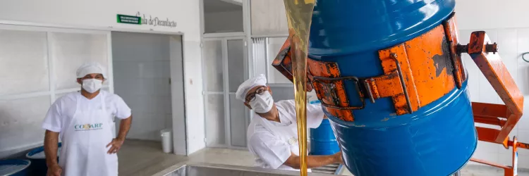 Novos equipamentos garantem renda para apicultores baianos