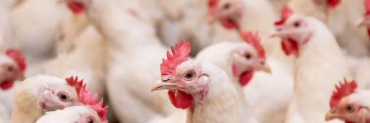 Suspeitas são descartadas e Bahia segue sem casos de Gripe Aviária (H5N1)