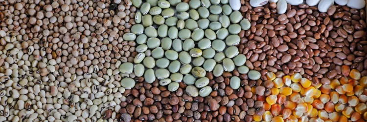 Sistemas Agrícolas Resilientes instalados no Semiárido baiano irão assegurar a perpetuação de sementes livres de transgenia