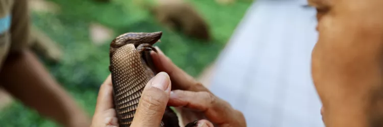 Exposição “Toque da Fauna” 