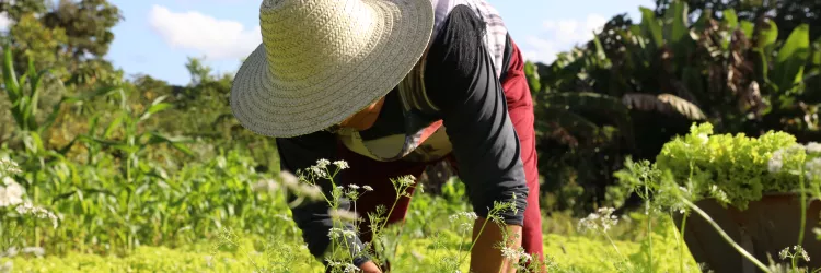 Agricultura familiar e meio ambiente