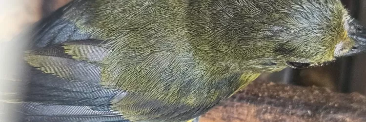 Mais de 50 aves silvestres são resgatadas em ações da Coppa e entregues ao CETAS de Salvador