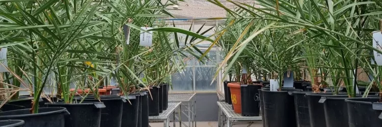 Bahia inicia implantação da cultura da tâmara com distribuição de mudas