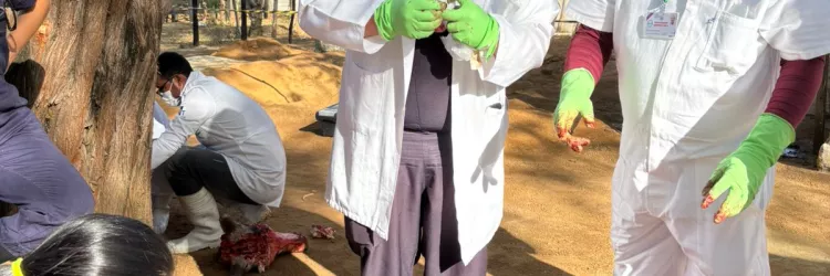 Adab realiza treinamento de coleta para identificação de doenças neurológicas fatais em animais, a exemplo da Raiva