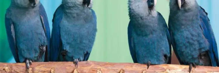 Inema atua para contenção do circovírus