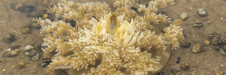 Três toneladas de medusas exóticas foram removidas da Baía de Todos-os-Santos