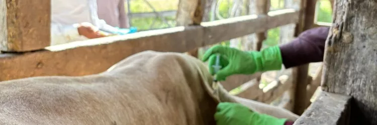 Adab lança campanha para ampliar cobertura vacinal de brucelose no estado