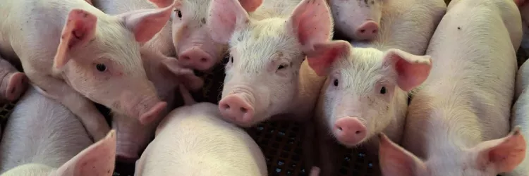 Adab prorroga prazo para atualização cadastral para 15 de setembro