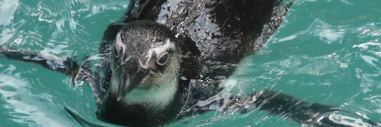 Temporada das jubarte e aparição de pinguins reforçam cuidados ambientais na Bahia