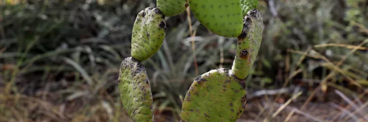 Governo lança 2ª fase de projeto voltado à recuperação da Caatinga