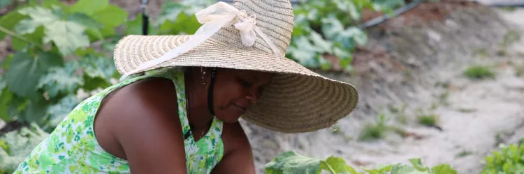 Viva Horta fortalece produção de alimentos saudáveis em comunidades rurais de Camaçari