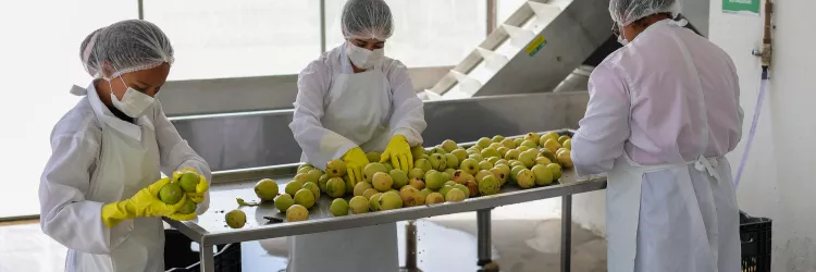 Unidade de Beneficiamento de Frutas