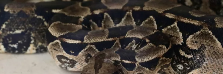 Aparecimento de jiboias em áreas urbanas exige atenção da população e ação rápida dos órgãos ambientais