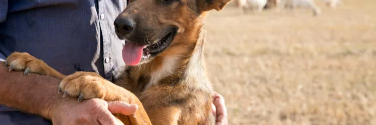 Governo destina R$ 3 milhões para primeira etapa do projeto de controle populacional de cães no semiárido