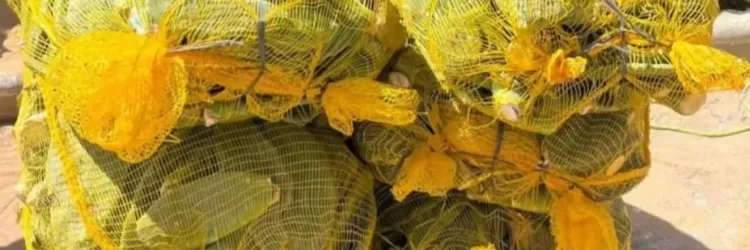 SDR encerra agosto com quase meio milhão de palmas forrageiras entregues na Bahia