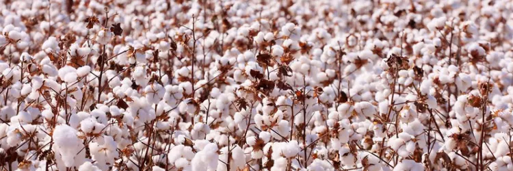 Soja e algodão puxam a safra baiana recorde de grãos em 2025