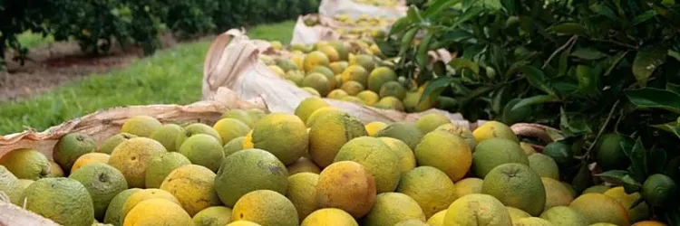 Festa da Laranja movimenta Rio Real e destaca produção agrícola baiana