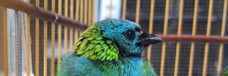 Aves resgatadas em Candeias chegam ao Cetas para tratamento e reabilitação antes do retorno à natureza