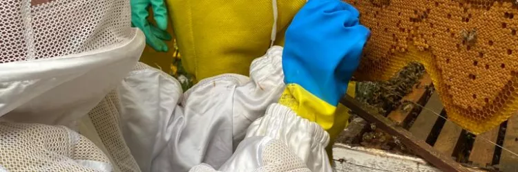 ExpoFeira vai sediar Curso de Apicultura