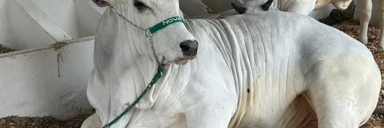 Adab participa da ExpoFeira que acontece até domingo (14)