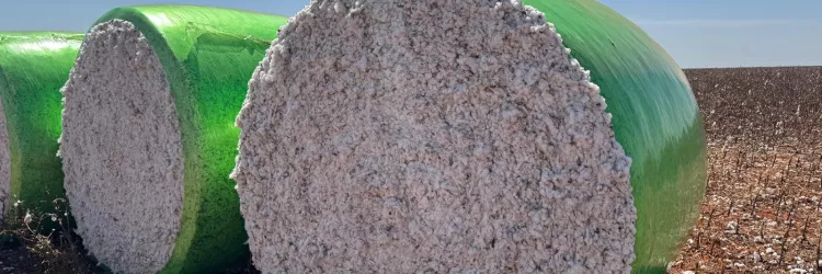 ADAB prorroga início do vazio sanitário em regiões produtoras de algodão, em decorrência de atraso na colheita