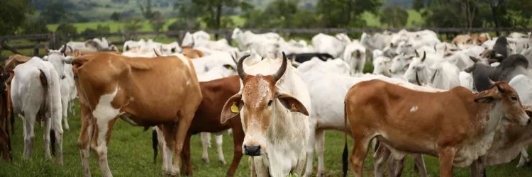 Dia Mundial contra a Raiva: Adab reforça a importância da vacina e notificação de casos suspeitos