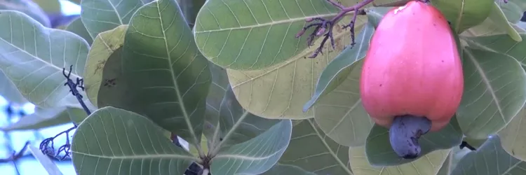 Fraude na comercialização do mel, clones de caju, monitoramento ambiental e dinossauros no Univerciência