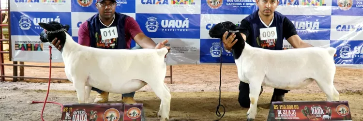 Uauá recebe criadores de ovinos e caprinos de 8 estados no Expo Uauá 2025