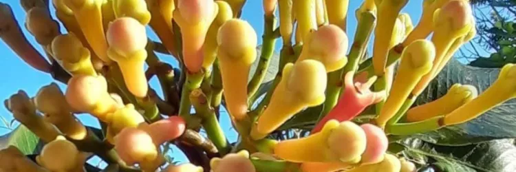 Bahia terá plano para impulsionar produção de cravo no Baixo Sul com foco no mercado internacional