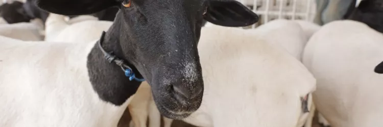 Bahia celebra Dia Nacional da Pecuária