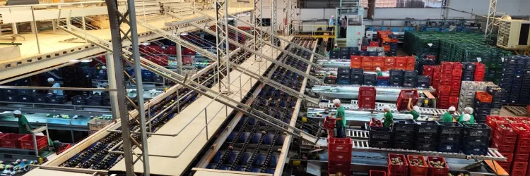 Bahia é destaque no controle e prevenção de pragas da fruticultura