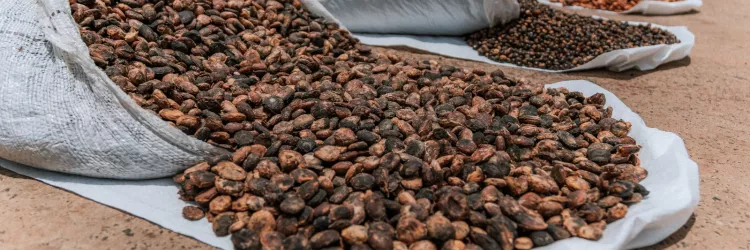 Investimentos estaduais elevam a renda e fortalecem a agricultura familiar no Baixo Sul