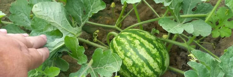 Controle fitossanitário garante que melancia e abóbora de Ibirapuã ganhem o mundo