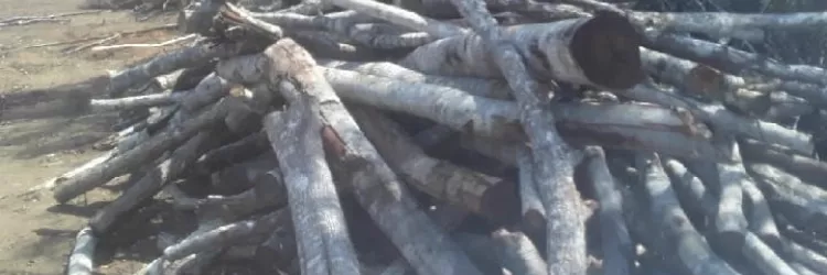 Operação Mata Branca intensifica combate ao desmatamento na Sub-bacia do Rio Utinga