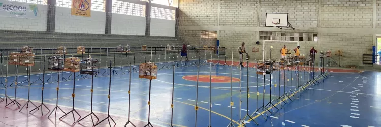 Inema e PM interrompem evento ilegal de canto de pássaros e resgatam mais de 100 aves silvestres no Extremo Sul