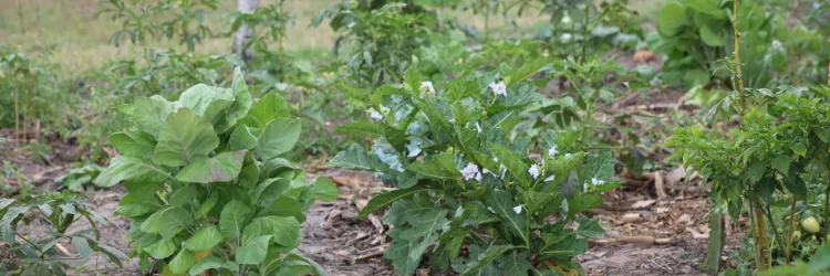 Garantia-Safra transforma vulnerabilidade climática em proteção social em Feira de Santana