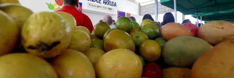 Agroindústrias familiares irão dinamizar a produção de frutas e licuri de agricultores familiares de Tucano