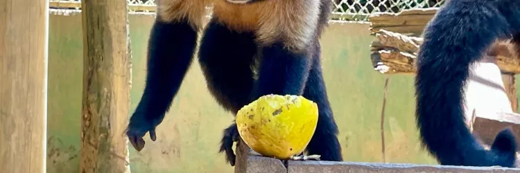 Parque Zoobotânico da Bahia