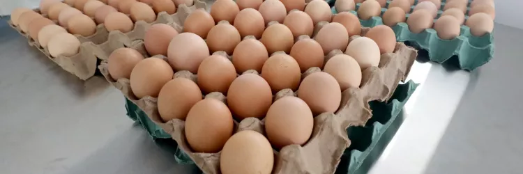 Bahia lidera avicultura no Nordeste com crescimento de 16,3% em ovos e 152 milhões de aves