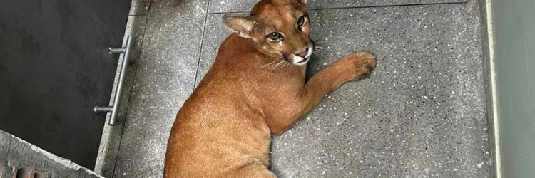 Onça-parda é resgatada em residência de Luís Eduardo Magalhães