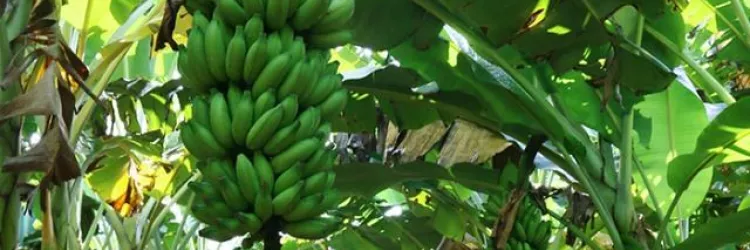 Banana de Bom Jesus da Lapa recebe certificação nacional como produto de qualidade diferenciada