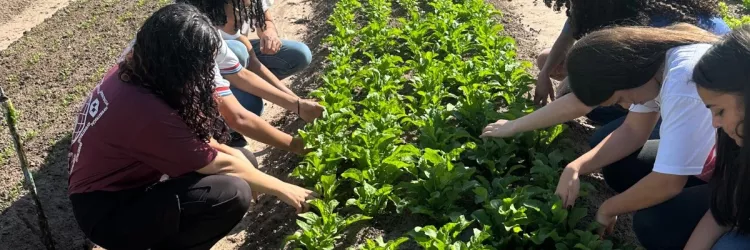 Jovens cientistas desenvolvem pré-treino natural a partir da beterraba