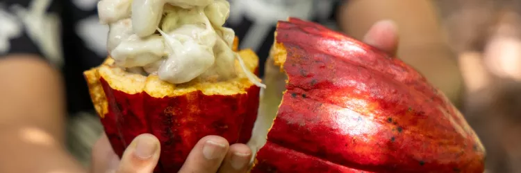 Importação de cacau da Costa do Marfim é suspensa após articulação liderada pela Bahia