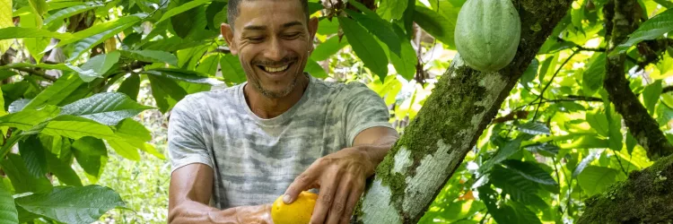 Bahia amplia ações e avança na proteção da cacauicultura