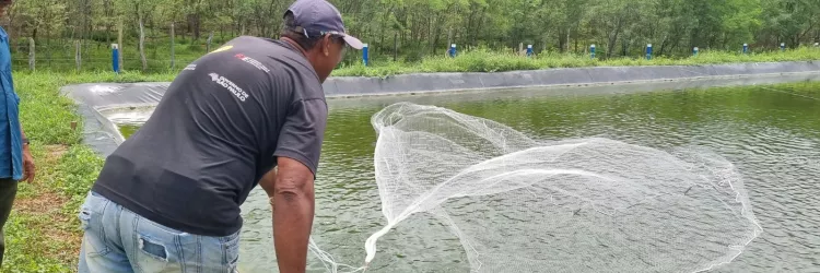 Bahia Pesca inova e promove o cultivo consorciado de tilápia e camarão em composto salino