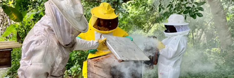 Governo da Bahia fortalece a apicultura no Recôncavo com entrega de 220 kits