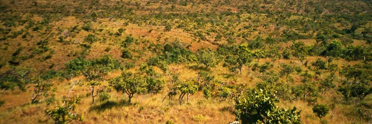 Outono na Bahia: entenda como a nova estação impacta o clima e a biodiversidade no estado