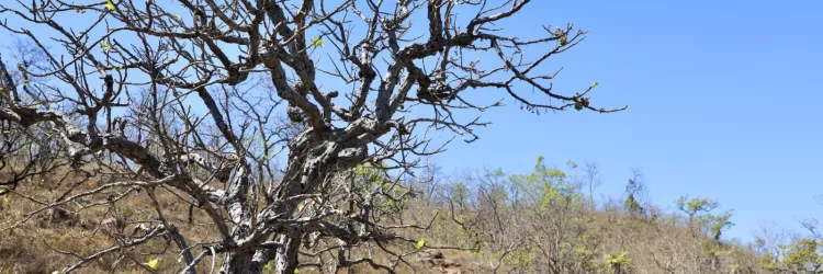 Bahia participa de articulação nacional e anuncia avanço na elaboração do Plano Estadual de Combate à Desertificação