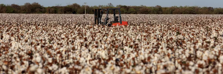 Boletim Agropecuário indica que setor impulsionou desempenho do PIB baiano no quarto trimestre de 2025