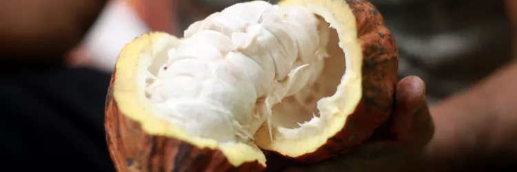 Lei que estabelece percentual mínimo de cacau vai beneficiar produtores baianos